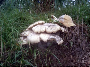 M. titans mushroom cluster with a baseball cap for scale. The mushrooms are about three times the size of the baseball cap.